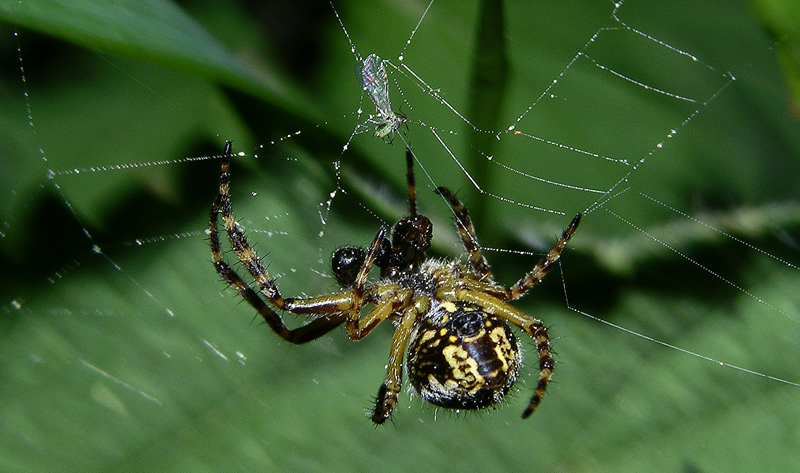 Aculepeira sp.